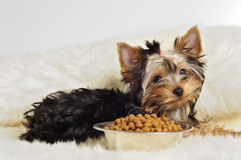 food-for-toy-breeds