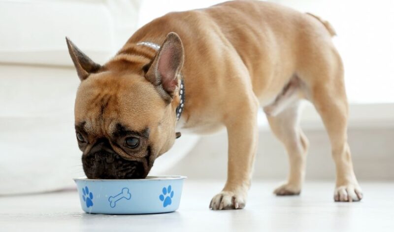 Frenchie eating out of bowl