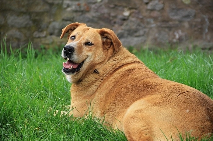 glucosamine for dogs