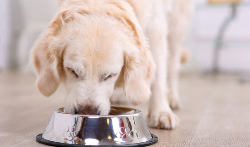 Golden retriever eating fresh dog food