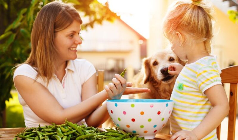 golden retriever eating peas