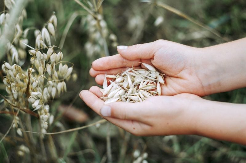 should dogs eat grains