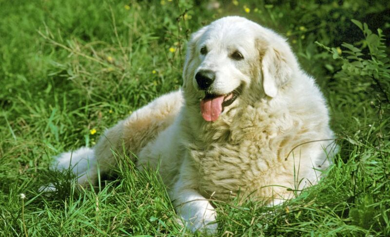 best dog food for great pyrenees