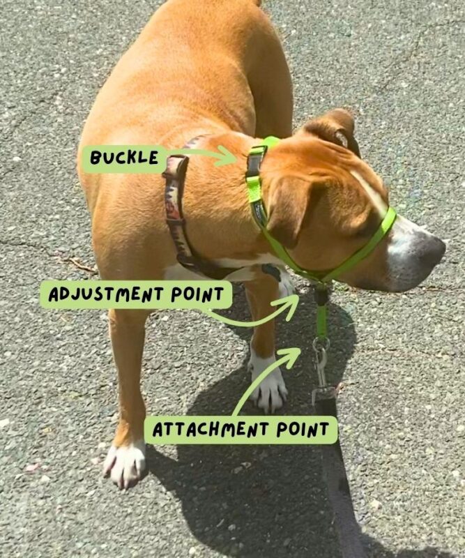 head halter diagram