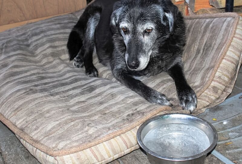 heated water bowl