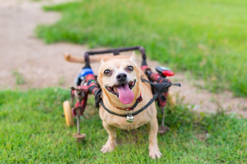 how to make a dog wheelchair