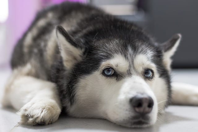 husky dog toys