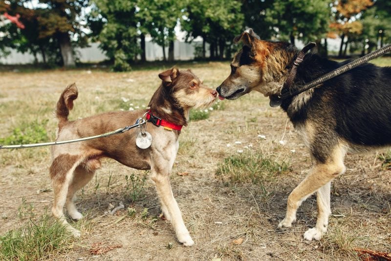 introducing puppy to adult dog