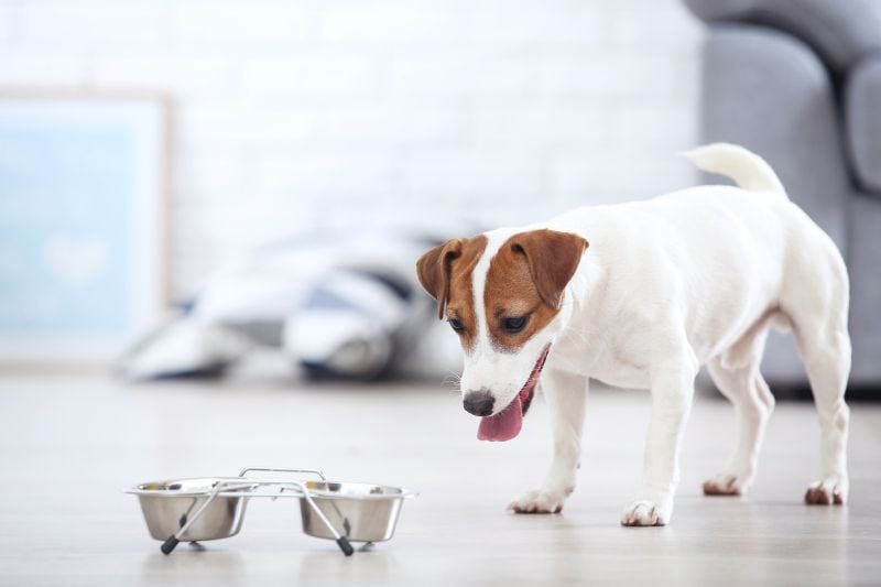 choosing JRT food