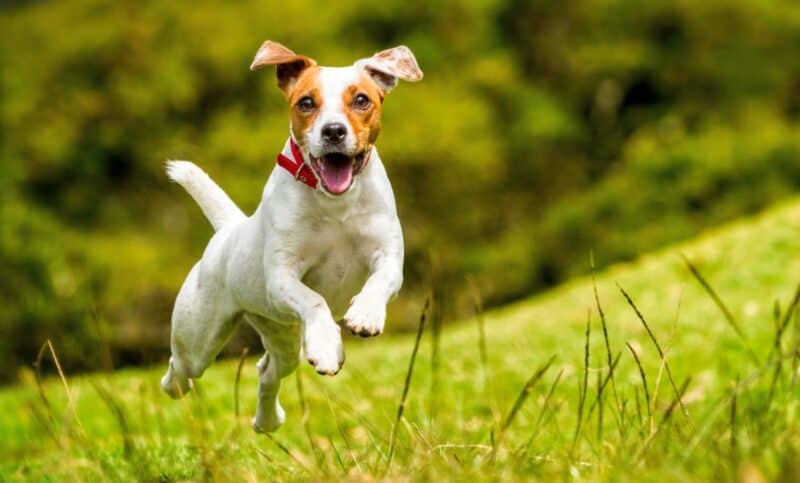 Best Jack Russell Terrier Dog Food