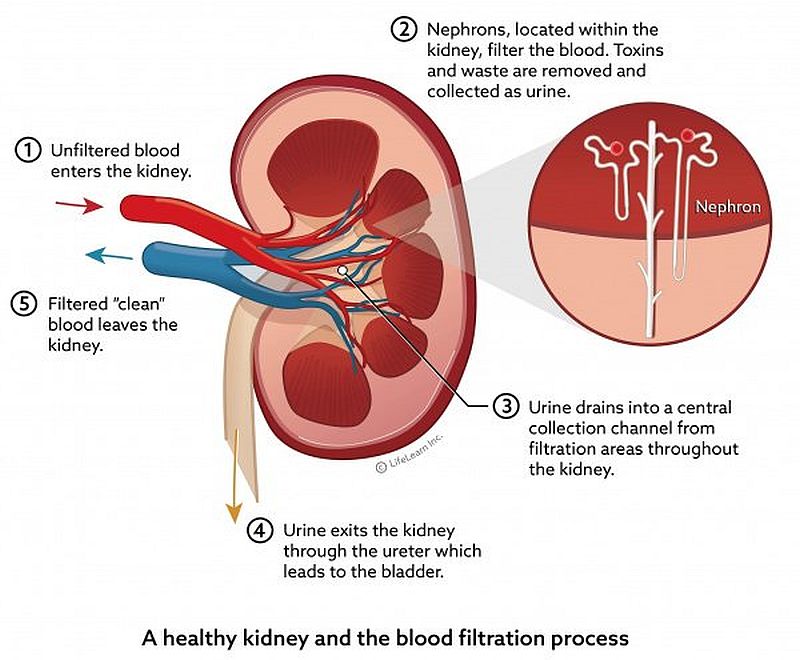 kidney function