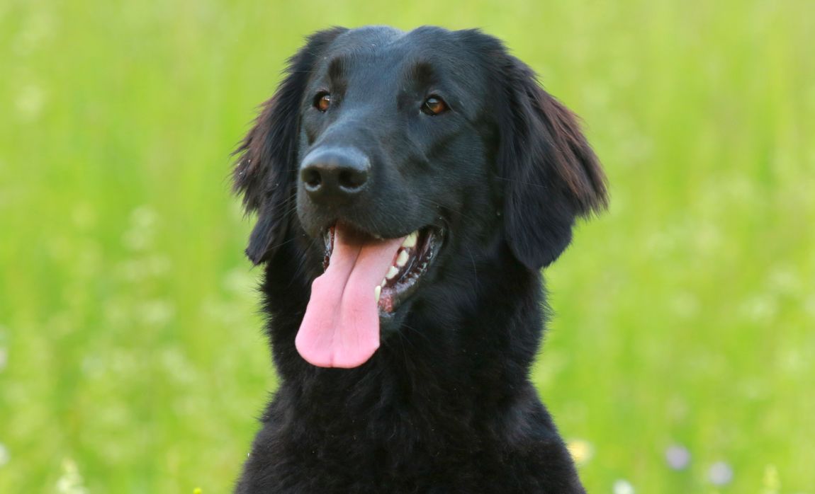 breeds that are similar to Labs