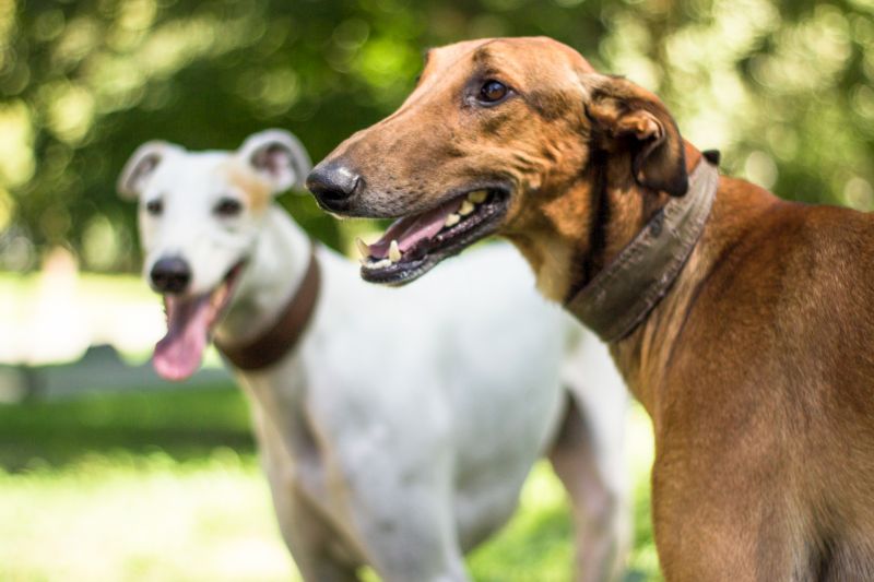 sighthound breed list