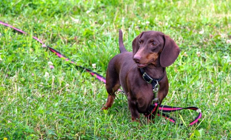 Long leashes for dogs