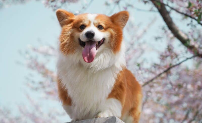 mixed breed corgis