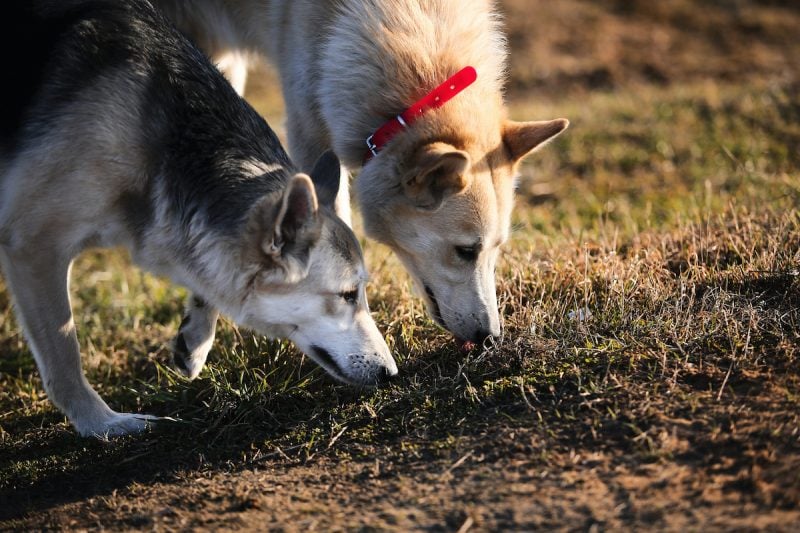 nosework games for dogs