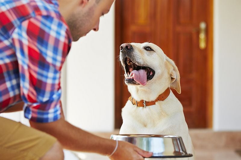 healthy dog food