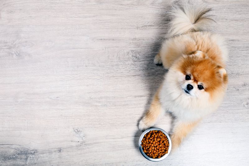 things to think about with Pomeranian dog food