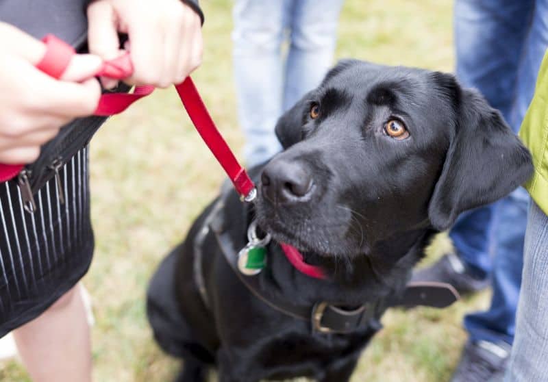 Leash-holding techniques