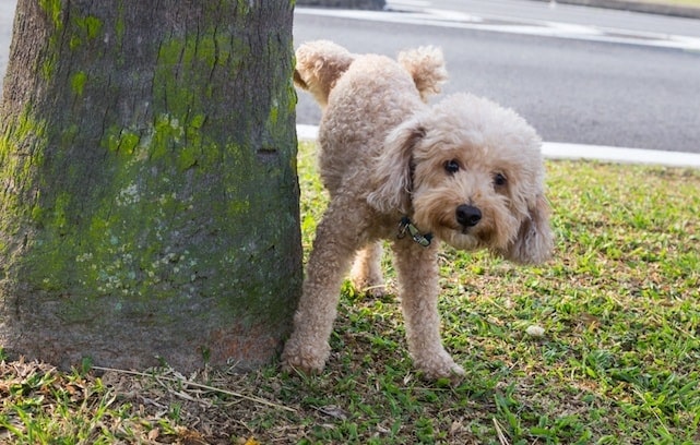 puppy peeing