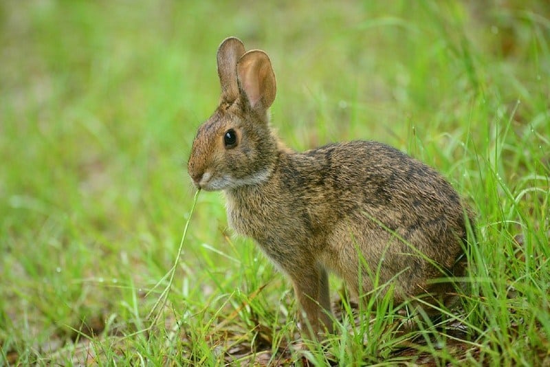 rabbit dog food