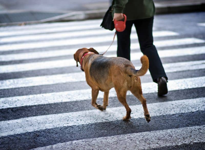 retractable dog leashes cause problems