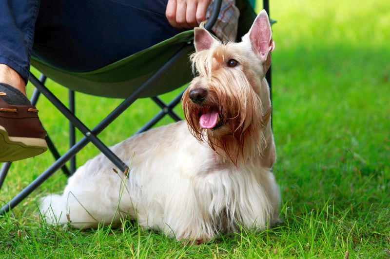 Scottish terriers are cute