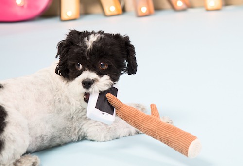 selfie stick dog toy