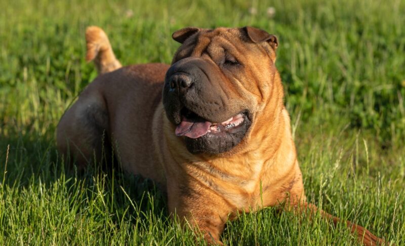 shar-pei mixes