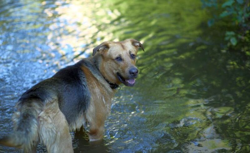 sheprador dog breed