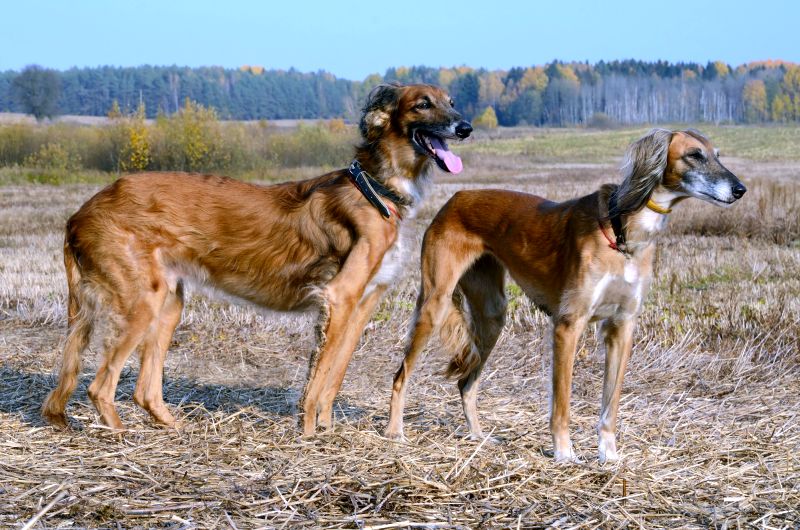 basic sighthound facts