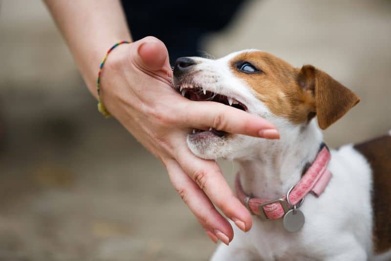 signs of aggressive puppy