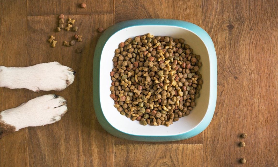 single protein dog foods