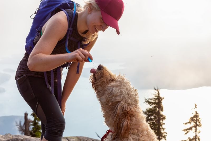 Take your dog camping