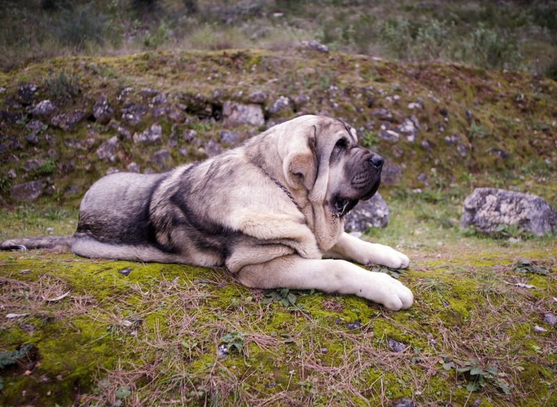 Spanish Mastiff with Rear Dewclaws