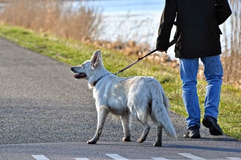 strong dog leashes