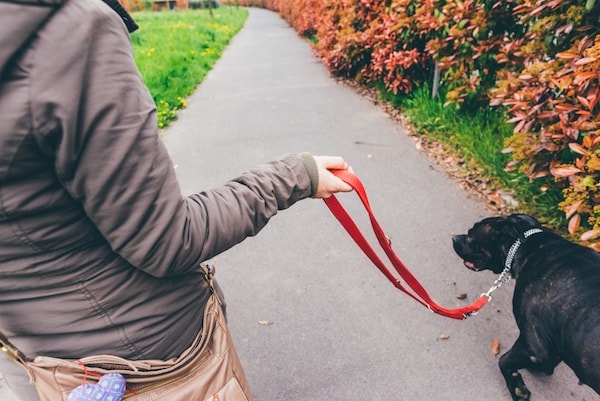 teaching dog not to pull