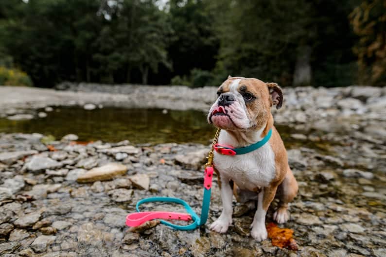 two tone leash