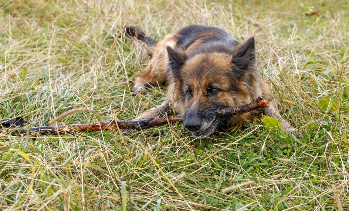 Why dogs eat sticks