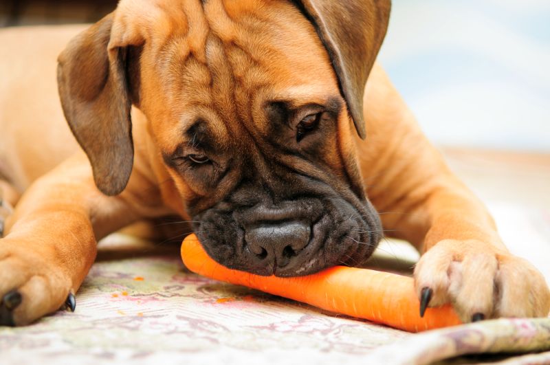 why should you give dog veggies